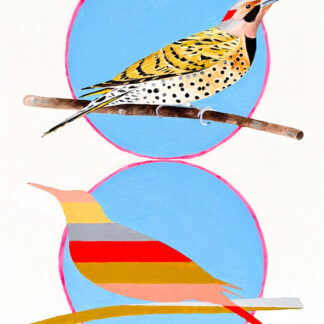 Northern Flicker